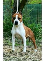American Staffordshire Terrier Bella (Ataxia Clear By Parental)
