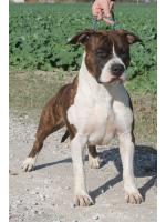 American Staffordshire Terrier Tiger (Ataxia Clear By Parental) HD A ED 0