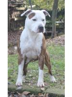 American Staffordshire Terrier, amstaff - Bred-by, Saul (Ataxia Clear By Parental) HD-A/B ED-0