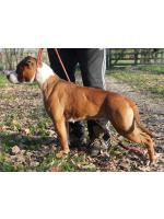 American Staffordshire Terrier Judy (Ataxia Clear)