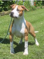 American Staffordshire Terrier Maddy 