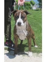 American Staffordshire Terrier, amstaff - Bred-by, Melody (Ataxia Clear) 