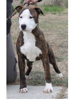 American Staffordshire Terrier Hazel (Ataxia clear by Parental) HD-A ED-0 Cardio Normal