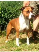 American Staffordshire Terrier, amstaff - Bred-by, Thess (Ataxia Clear)