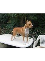 American Staffordshire Terrier Lady