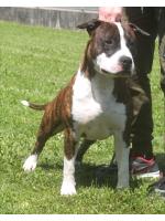 American Staffordshire Terrier Nico (ataxia clear by parental) 