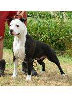 American Staffordshire Terrier Buzzy (Ataxia Clear by Parental)