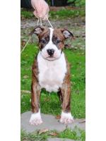 American Staffordshire Terrier Ruben (Ataxia  Clear By Parental)
