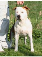 American Staffordshire Terrier Diva (Ataxia Clear by Parental)