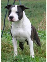 American Staffordshire Terrier, amstaff - Bred-by, Alyssa (Ataxia Carrier)