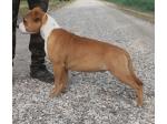 AMSTAFF Willy (Ataxia Clear BY Parental)