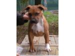 AMSTAFF Baby (AtaxiaClear)