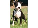AMSTAFF Money  (Ataxia Clear By Parental )