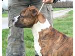 AMSTAFF West (Ataxia Carrier)