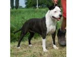 AMSTAFF Buzzy (Ataxia Clear by Parental)