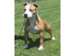 AMSTAFF Lady (Ataxia Clear By Parental) 