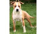 AMSTAFF Tommy (Ataxia Carrier) 