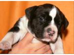 AMSTAFF Sophie (Ataxia Clear By Parental)