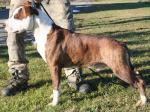 AMSTAFF Gold (Ataxia ClearBy Parental)