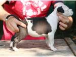 AMSTAFF Sioux (Ataxia Clear By Parental)