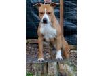 AMSTAFF Vaiana (Ataxia Clear By Parental)