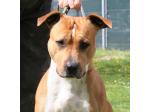 AMSTAFF Peter (ataxia Clear By Parental)