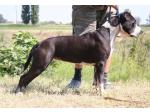 AMSTAFF  Kaysie (Ataxia Clear by Parental)