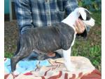 AMSTAFF Kimbo (Ataxia Clear By Parental)