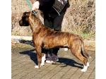 AMSTAFF Tanos (Ataxia Clear By Parental)