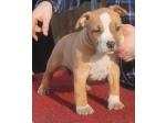 AMSTAFF Xena (Ataxia Clear By Parental) 