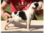 AMSTAFF Maggie (Ataxia Clear by Parental)