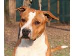 AMSTAFF Thelma (AtaxiaClear)