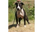 AMSTAFF  Kaysie (Ataxia Clear by Parental)