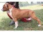 AMSTAFF Simba (Ataxia Clear By Parental)