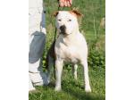 AMSTAFF Diva (Ataxia Clear by Parental)