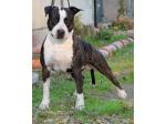 AMSTAFF Tyson-Ted (Ataxia Clear by Parental) Cardio  Normal