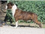 AMSTAFF Lion (Ataxia Clear by Parental) Cardio Normal 