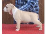 AMSTAFF Athena(Ataxia Clear By Parental) 