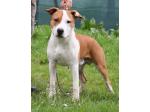 AMSTAFF Ares