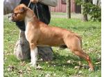 AMSTAFF Simba (Ataxia Clear By Parental)