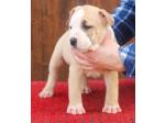 AMSTAFF Athena(Ataxia Clear By Parental) 