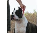 AMSTAFF Kimbo (Ataxia Clear By Parental)