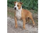 AMSTAFF Willy (Ataxia Clear BY Parental)