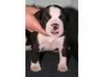 AMSTAFF Baloo (Ataxia Clear By Parental)