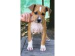 AMSTAFF Peter (ataxia Clear By Parental)