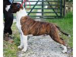 AMSTAFF Orso (Ataxia Clear By Parental)