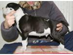 AMSTAFF Obelix (Ataxia Clear By Parental)