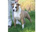 AMSTAFF Chico (Ataxia Clear By Parental)