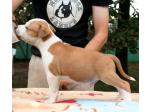 AMSTAFF Ares