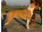 AMSTAFF Mary (Ataxia Clear By Parental)